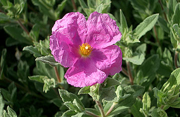 Photo: Close-up of Cistus creticus