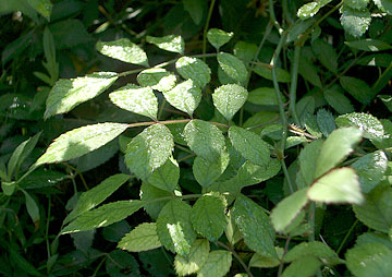 Photo: Wet leaves in garden