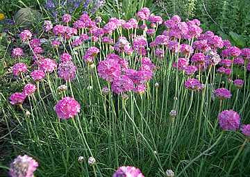 Photo: Armeria maritima