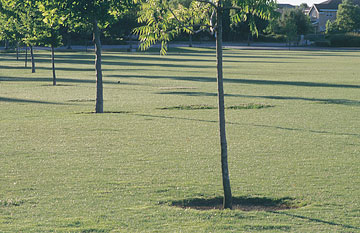 Photo: Turfgrass at Nugget Fields