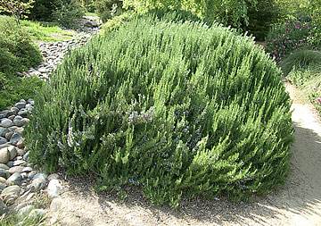 Photo: Rosmarinus officinalis