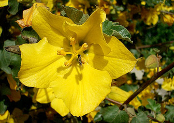 Photo: Extreme close-up of Fremontodendron sp., bee on flower