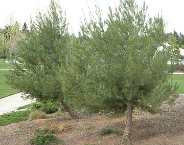 Photo: Twin trees and soil at park