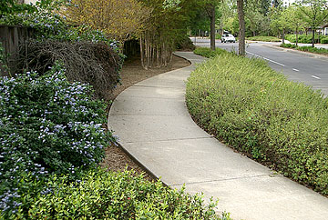 Photo: Streetside plantings with white car approaching