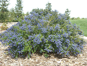 Photo: Ceanothus thyrsiflorus