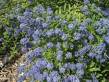 Photo: Close-up of Ceanothus thyrsiflorus