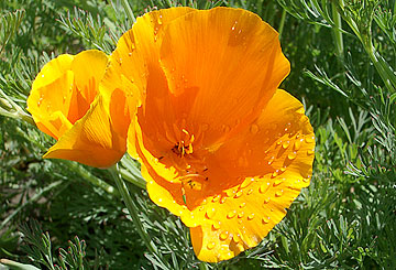 Photo: Extreme close-up of Eschscholzia californica