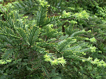 Photo: Close-up of Sequoia sempervirens 'Aptos Blue'