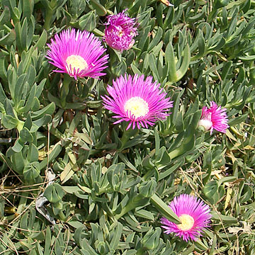 Photo: Lampranthus spectabilis