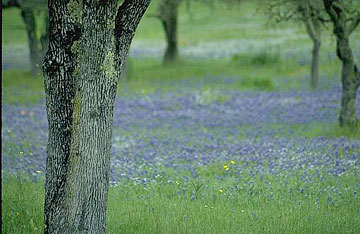 Photo: Close-up of tree in woodsy park