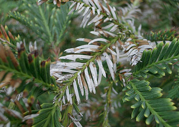 Photo: ECU burned (boron-damaged) redwood needles