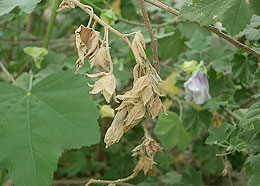 Photo: Damaged leaves on white alder or Lavatera