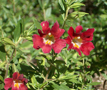 Photo: pretty close-up of a flowering shrub