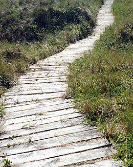Photo: Boardwalk and wild grasses