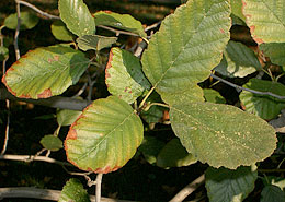 Photo: A plant that's ailing as a result of salinity