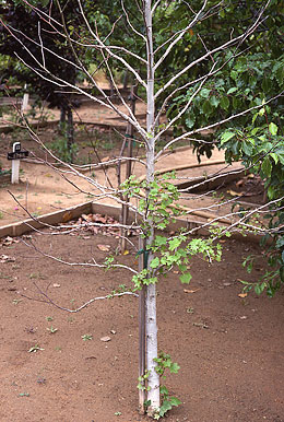 Photo: A plant that's ailing as a result of salinity