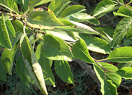 Photo: A plant that's ailing as a result of salinity