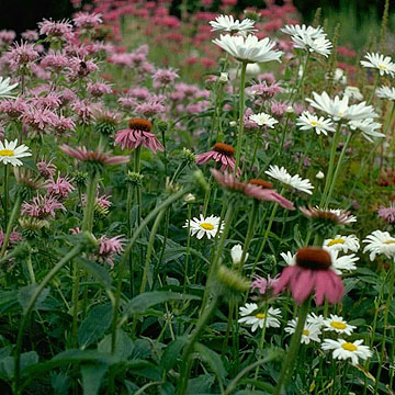 Photo: Multicolored daisies