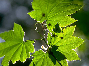 Photo: Extreme close-up of plant leaves