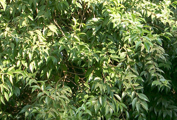 Photo: Xylosma congestum (shiny xylosma)