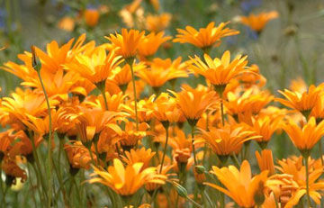 Photo: Close-up of flowers