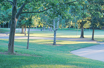 Photo: Trees and turf in a park