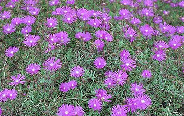 Photo: A salt-tolerant plant