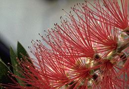 Photo: Plant unaffected by sodium ion, chloride ion, or boron