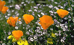 Photo: A salt-tolerant plant