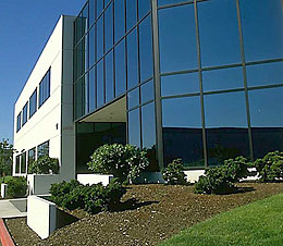 Photo: Young landscape plants or shrubs