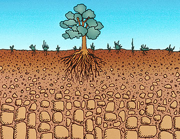 Graphic: soil profile and leaching