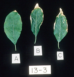 Photo: Leaves of plum trees damaged by sodium