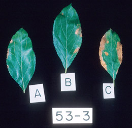 Photo: Leaves of plum trees damaged by chloride