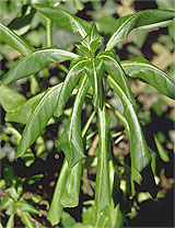 Photo: Rhododendron plant wilting from water stress