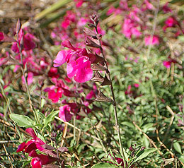 Photo: Close-up of flowering plant