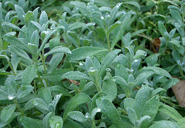 Extreme close-up of water on leaves
