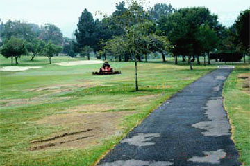 Photo: Kikuyu grass irrigated with recycled water, showing signs of damage