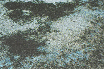 Photo: Seashore Paspalum heavily damaged by white-to-gray salt deposits
