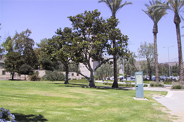 Photo: This lawn appears to suffer from scalping or scalding during the summer