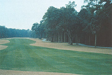 Photo: Over-seeded turfgrass exhibits yellowing during the winter months