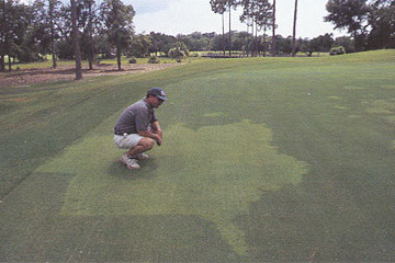 Photo: A native Seashore Paspalum is taking over a Tifgreen Bermudagrass green