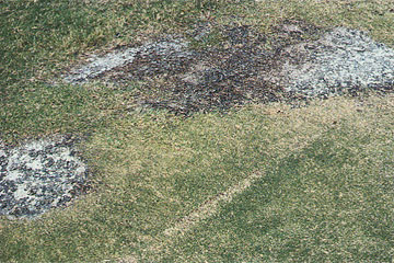 Photo: Intermittent but relatively severe damage from white and black salts