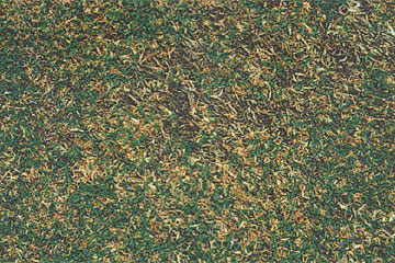 Photo: Bermudagrass showing stress, with some dead leaf blades