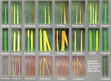 Photo: Each row of images shows the symptoms of progressive deficiency of N, P, K, Ca, Mg and S