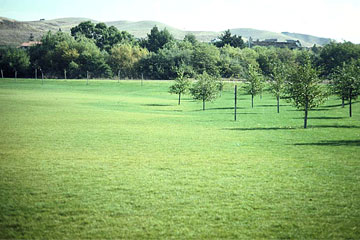 Photo: Extensive chlorosis of landscape