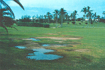 Photo: After irrigation, standing water remains in low bare spots