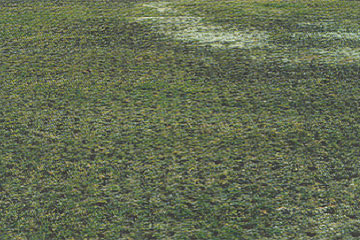 Photo: Poor turf performance