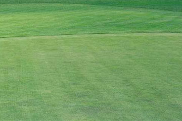 Photo: Slight discoloration (browning) of turfgrass at Pebble Beach Golf Course