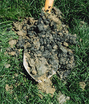 Photo: Blackened soil beneath turfgrass