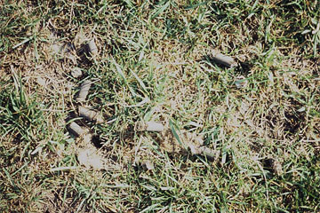 Photo: Declining turf. Has been mechanically aerated